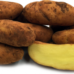 Kipfler Potato