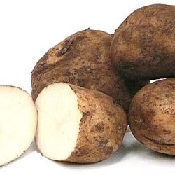 Sebago Potato